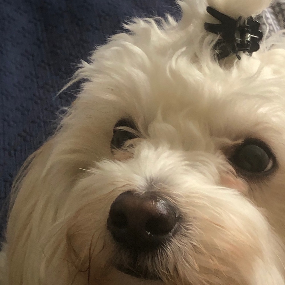 Meet your Posher, Izzy